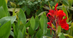 Vibrant red Canna indica flowers blooming with large tropical green leaves.