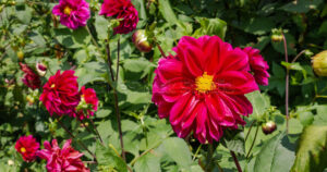 Clusters of red Dahlia pinnata flowers with bright yellow centers on a leafy shrub.