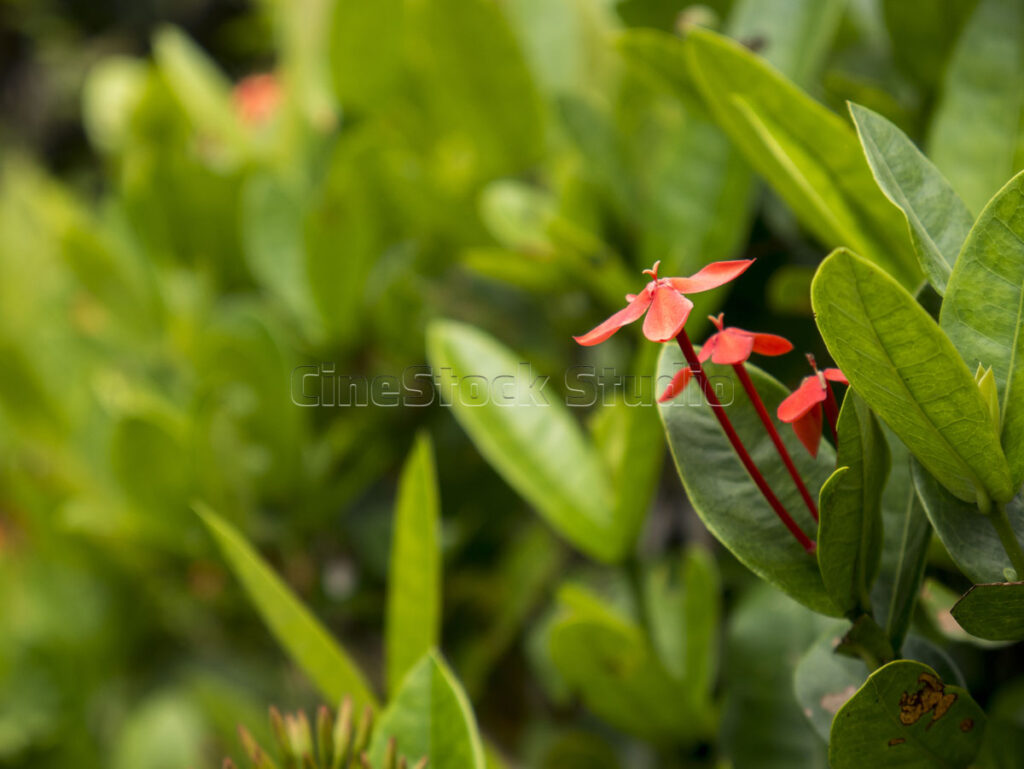 Small red Ixora flower buds growing among lush green tropical leaves.