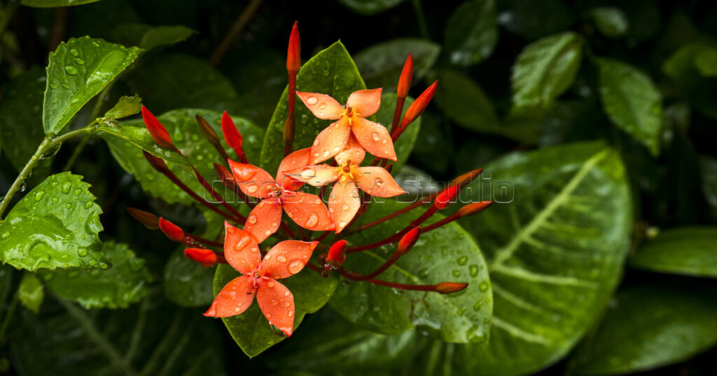 Vibrant red Ixora flowers blooming with fresh raindrops on petals after rain.