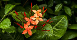 Vibrant red Ixora flowers blooming with fresh raindrops on petals after rain.