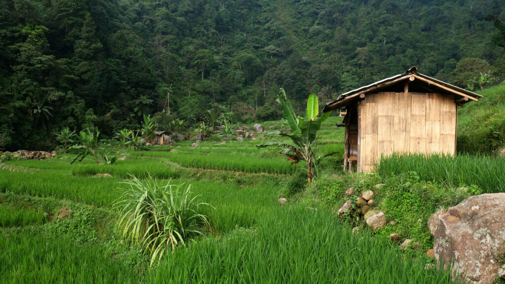 A simple bamboo hut amidst lush green rice fields, surrounded by dense tropical forests.