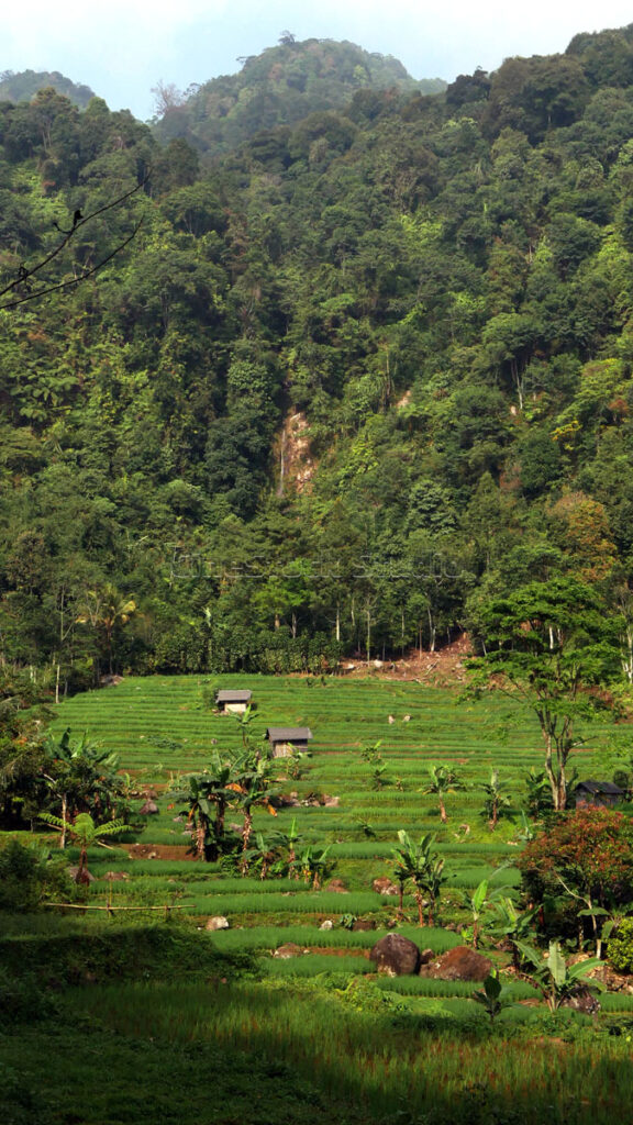 Vertical view terraced green rice fields with wooden huts and a tropical forest background.