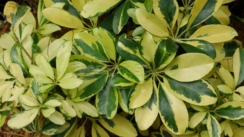 Beautiful Variegated Leaves on the Schefflera Arboricola Plant