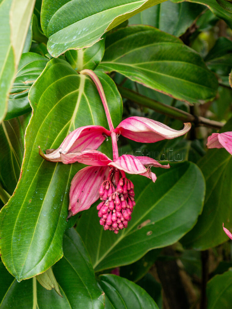 Close-up of a single pink Showy Medinilla or Rose Grape flower with its unique bracts.