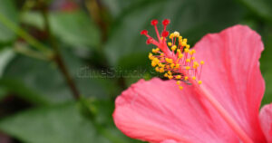 Side view of a bright red tropical Hibiscus flower against a blurred green background.