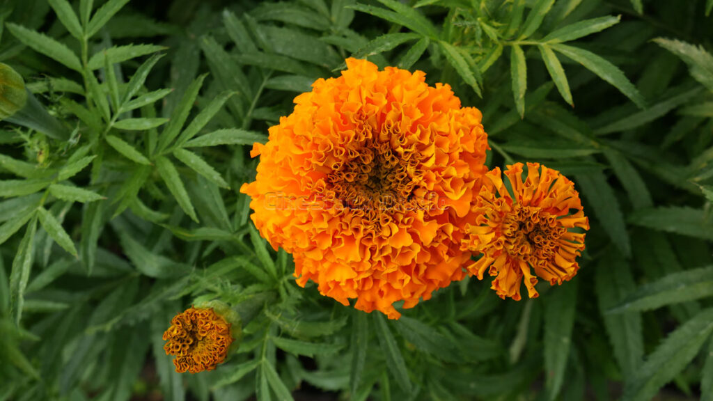 A single vibrant orange Marigold flower blooming amidst green fern-like leaves.
