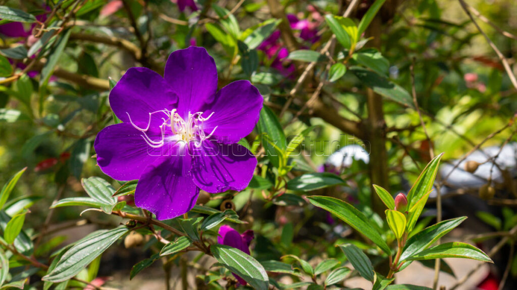 Close-up of a single violet Tibouchina flower with its distinctive stamens.