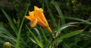 Side view of a single yellow Daylily flower on a long green stem.