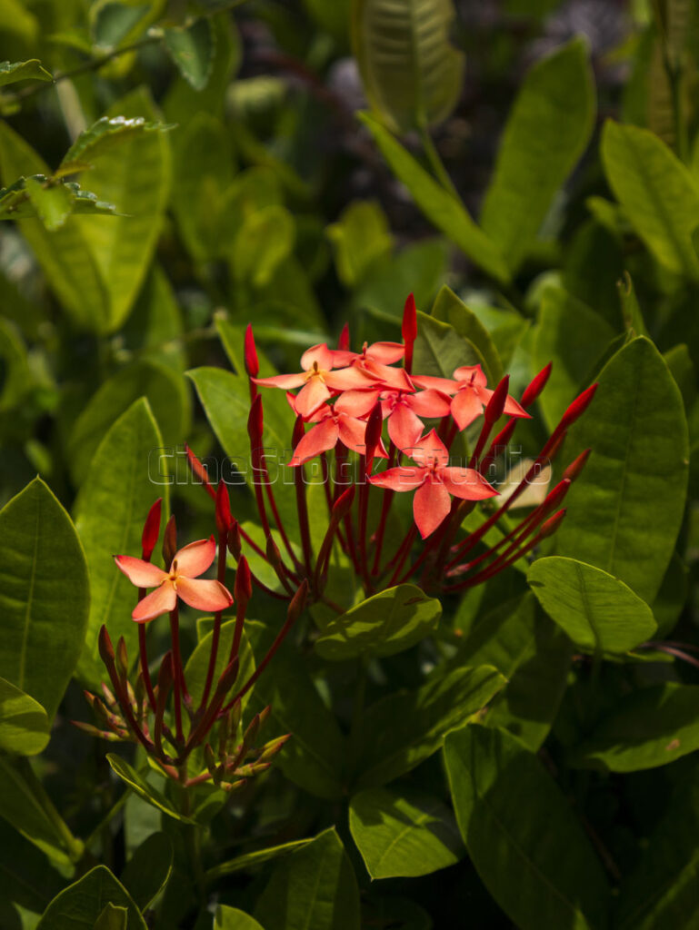 A small grouping of newly opened red Ixora flowers amidst green shrubs.