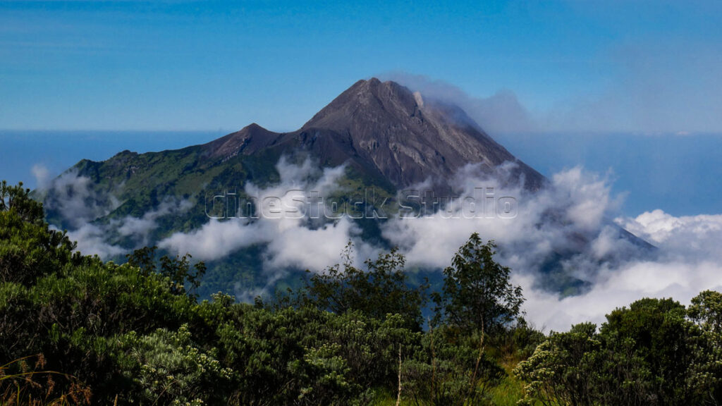 Mount Merapi Volcano with Natural Vegetation and Edelweiss flowers.