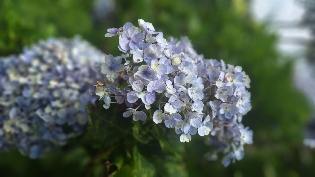 Close-up of soft blue Hydrangea blossoms with delicate petals in a natural garden.