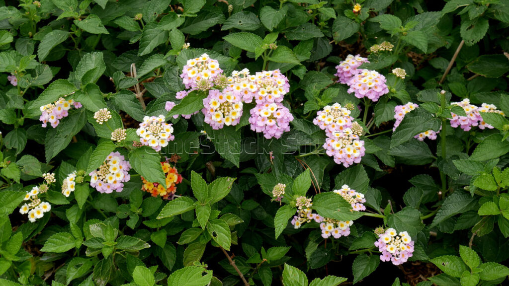Lantana Flowers in Pastel Color Combinations.