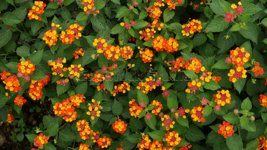 Lantana Flowers in Contrasting Color Combinations.