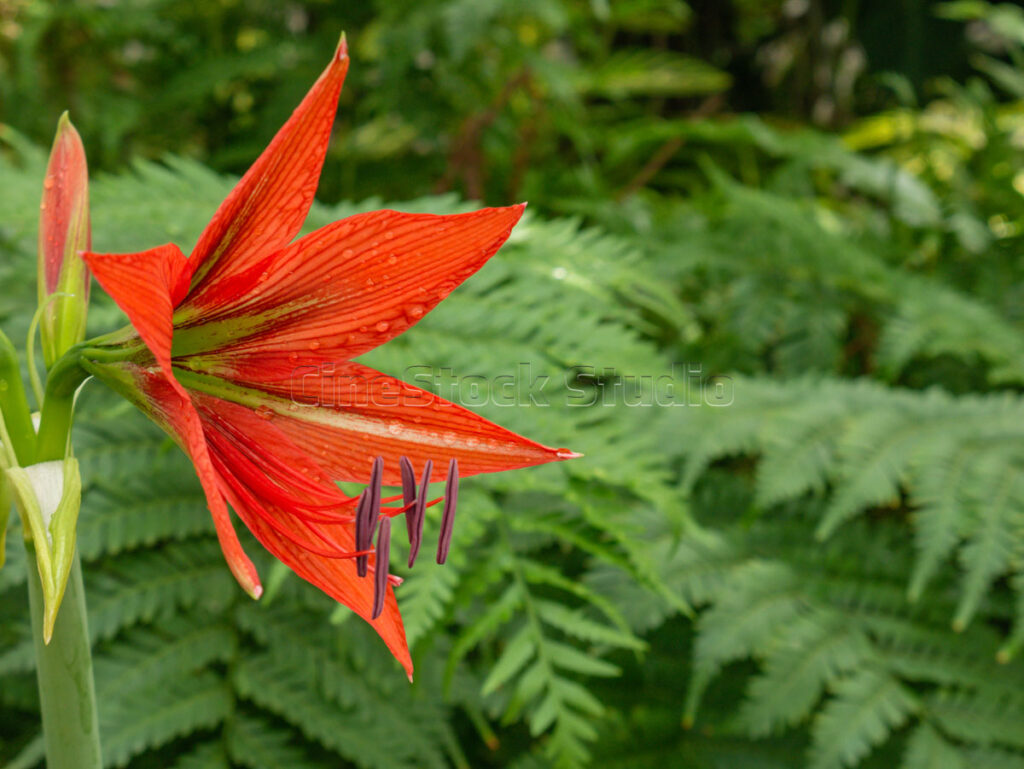 Detailed side view of a red Star Lily or Amaryllis with star-shaped petals.