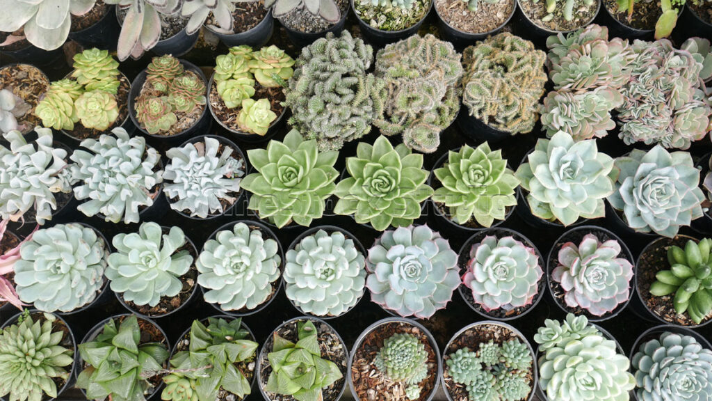 Top view of stone rose Cactus and Succulents.