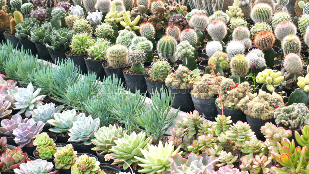 Diverse succulent garden plants and Cactus and Succulents.