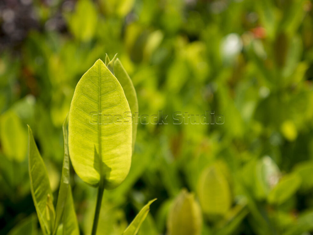 Fresh sunlit green leaves shoots growth in tropical garden background.