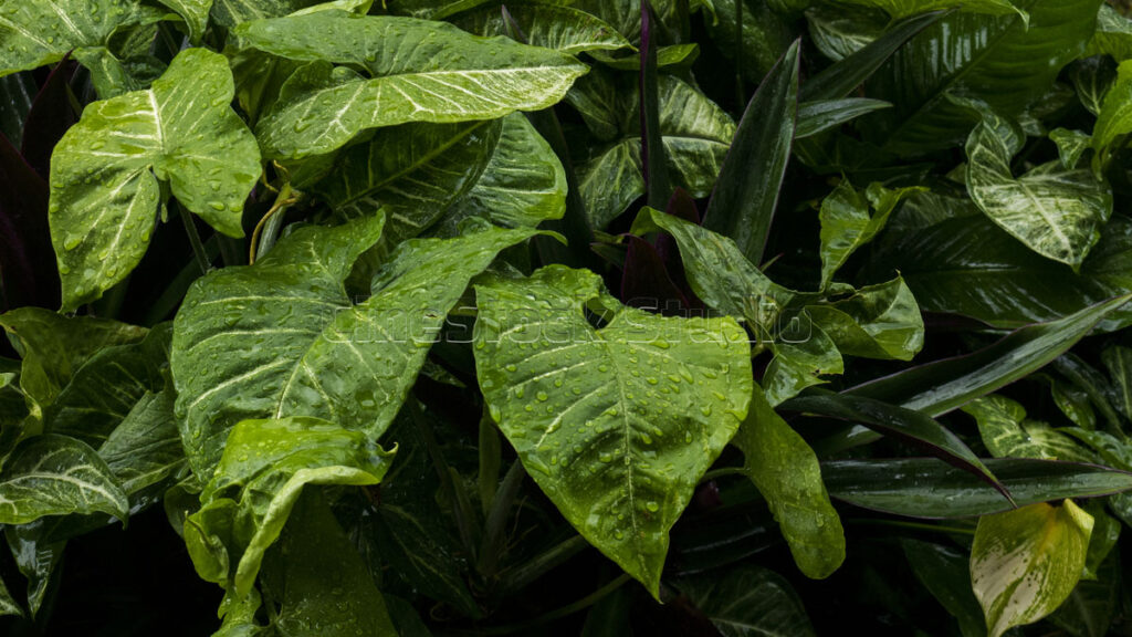 Syngonium Podophyllum tropical foliage with lush green leaf texture background.