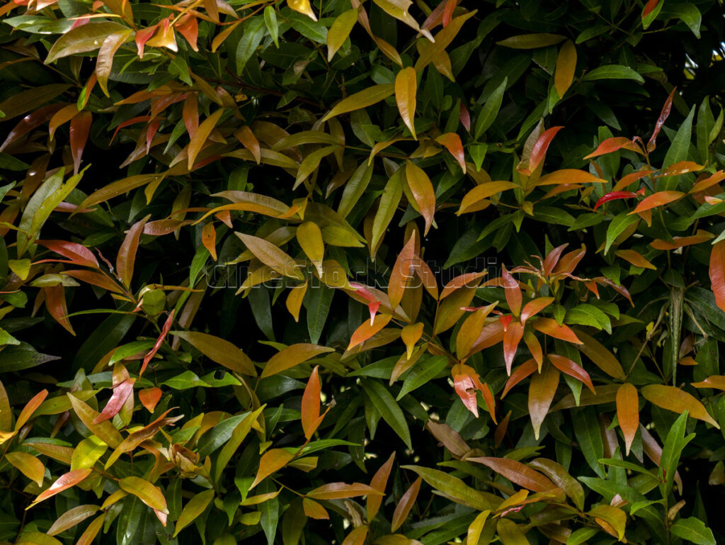 Syzygium Myrtifolium red and green leaves foliage pattern.
