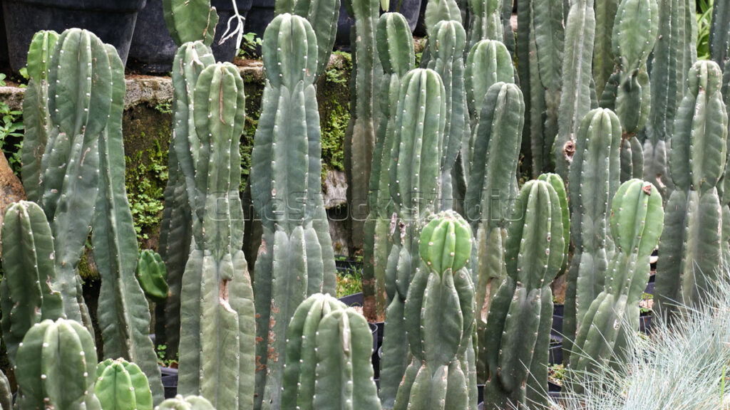 Tall columnar species of Cactus and Succulents.