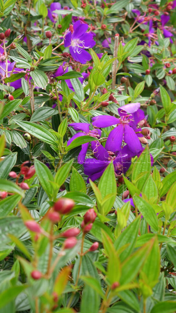 A tall Tibouchina shrub with purple flowers captured in a vertical composition.