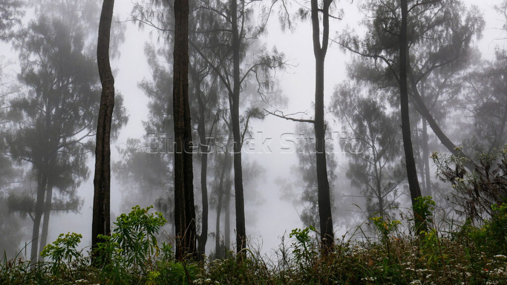 The beautiful scenery of a pine forest in the mountains covered in thick fog.