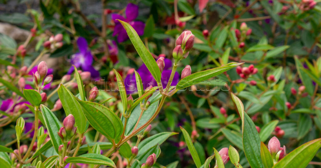 Small reddish Tibouchina flower buds nestled among fuzzy green leaves.