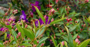 Small reddish Tibouchina flower buds nestled among fuzzy green leaves.