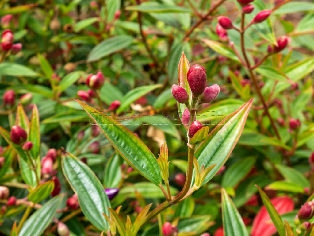 Macro shot of Tibouchina flower buds showing the fine hairs on the calyx.