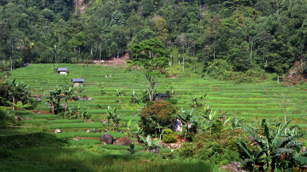 Terraced rice fields with banana plants and simple huts, set against a backdrop of thick green forest.