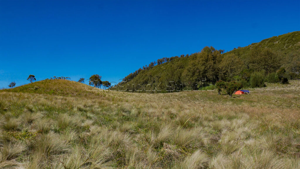 The meadow with a red tent is seen under the tree.