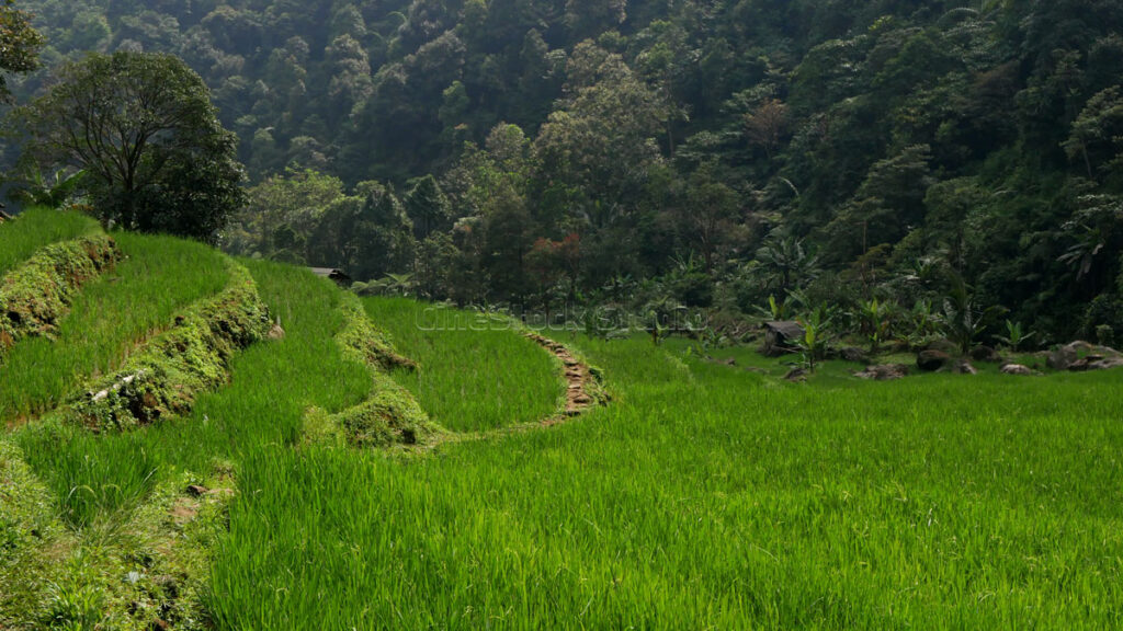 A spread of green terraced rice fields with a footpath, merging with the lush atmosphere of the tropical forest.
