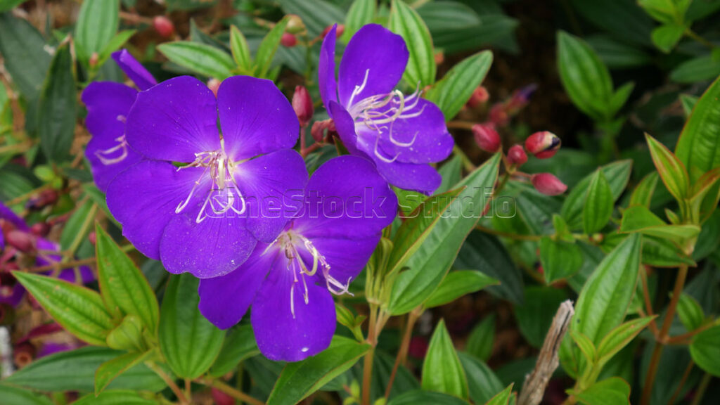 Two bright purple Tibouchina flowers blooming side by side on a branch.