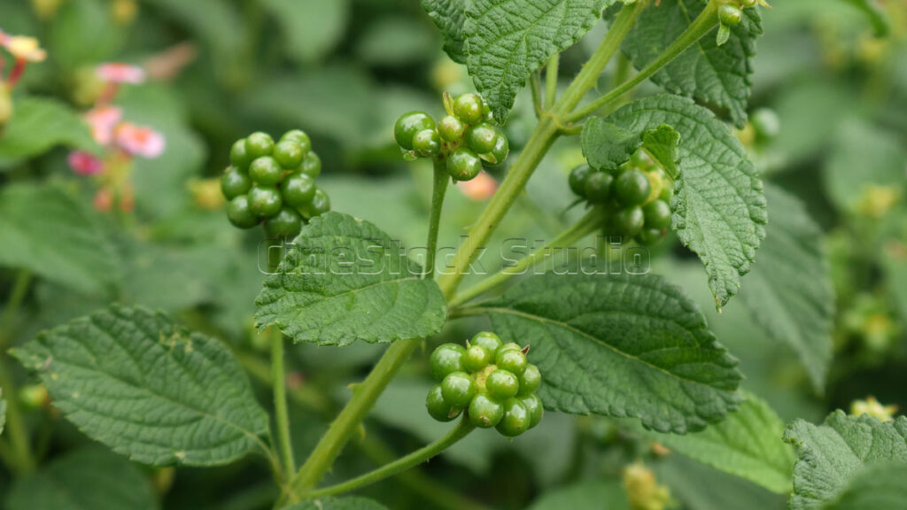Green Lantana Fruits Among Serrated Leaves.