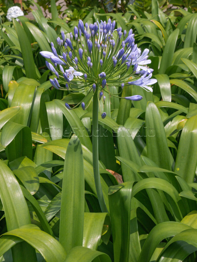 Vertical composition of a tall Agapanthus africanus stalk with blue flower buds.