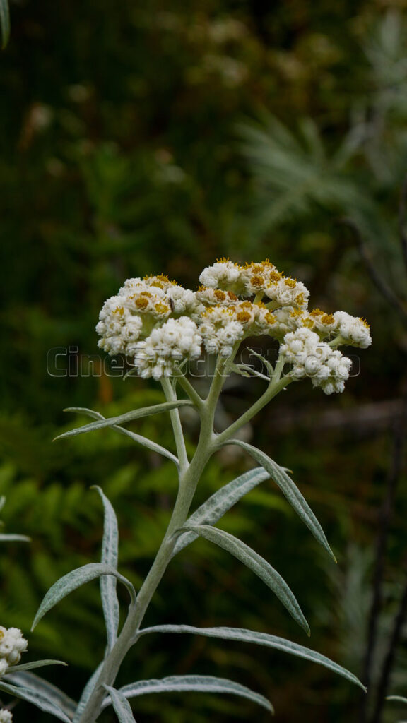 Vertical shot of a single Anaphalis javanica bloom showcasing its resilient petals.