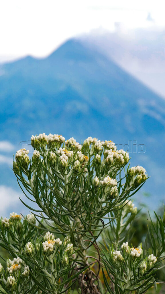 Vertical composition of Anaphalis javanica flowers overlooking the peak of Mount Merapi.