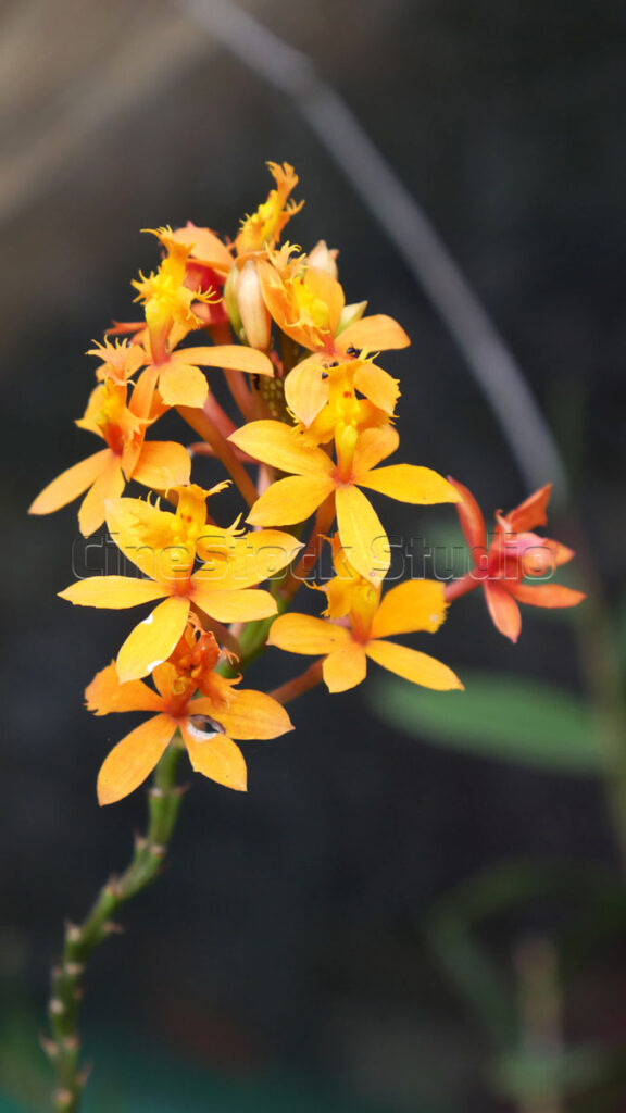 Vertical shot of bright orange Epidendrum radicans orchid flowers on a long stem.