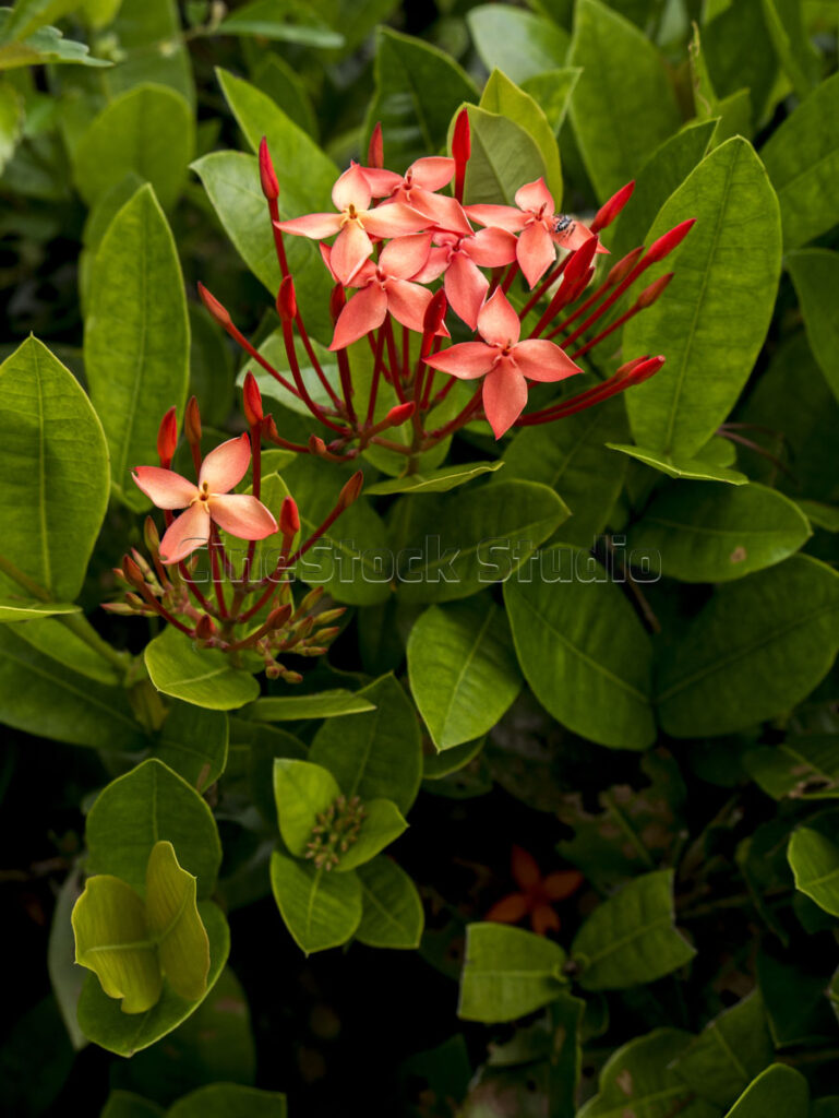 Vertical composition of a blooming red Ixora flower head on a shrub.