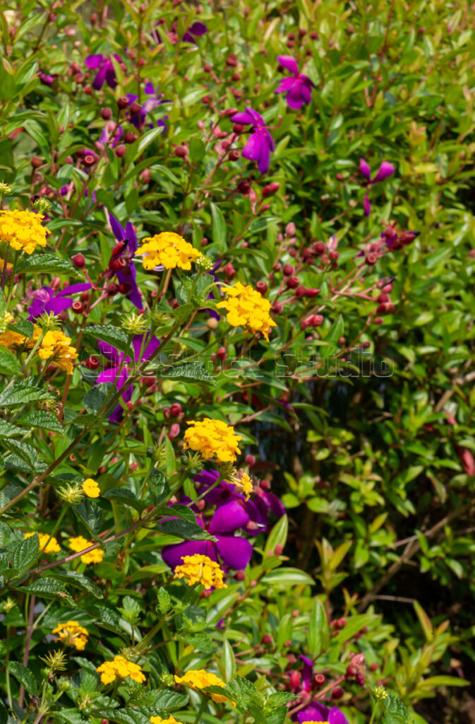 Purple Tibouchina and Yellow Lantana Flowers Composition.