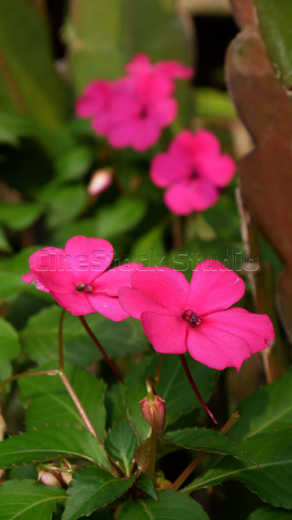 Vertical shot of pink Impatiens flowers blooming on a green leafy stalk.