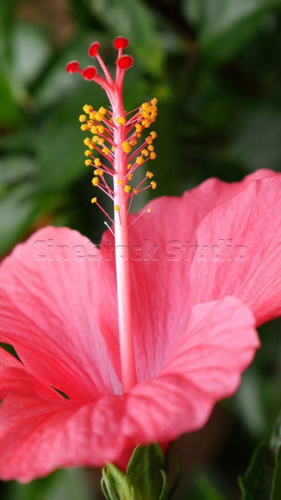 Vertical shot of a red Hibiscus flower with a prominent long yellow stamen.