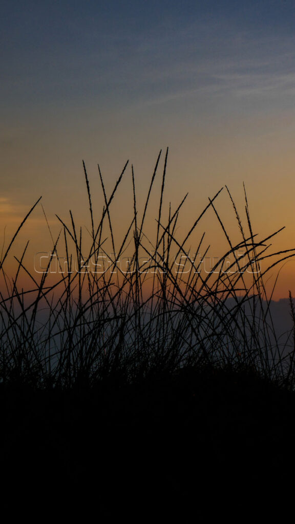 Stunning sunset view with wild grass silhouette.