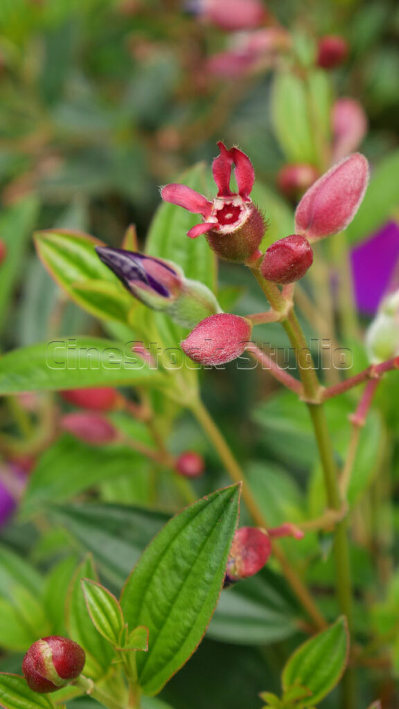 Vertical portrait of Tibouchina flower buds with long green leaves.