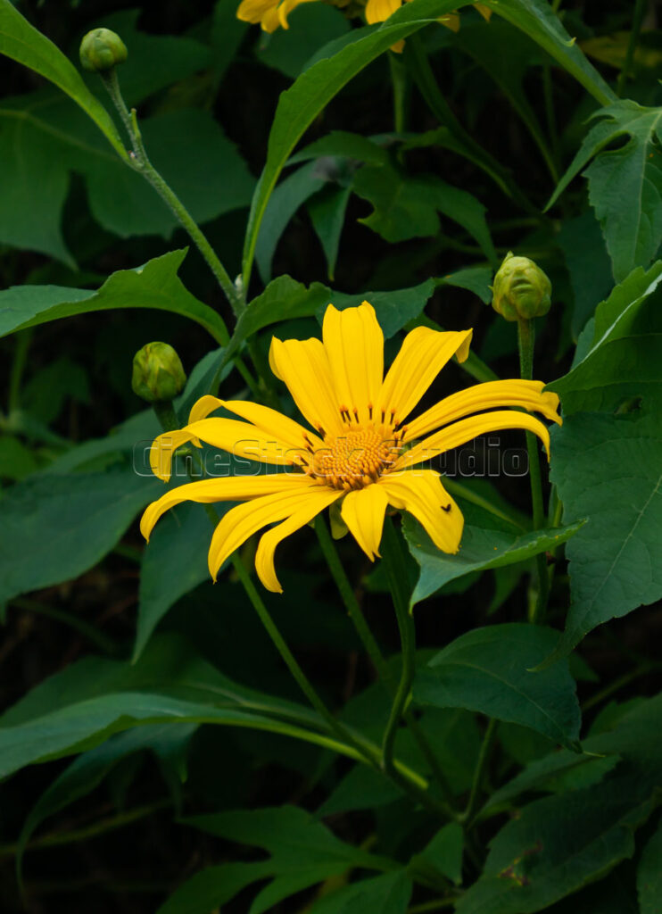 A vertical shot of a bright yellow Mexican sunflower amidst dark green foliage.