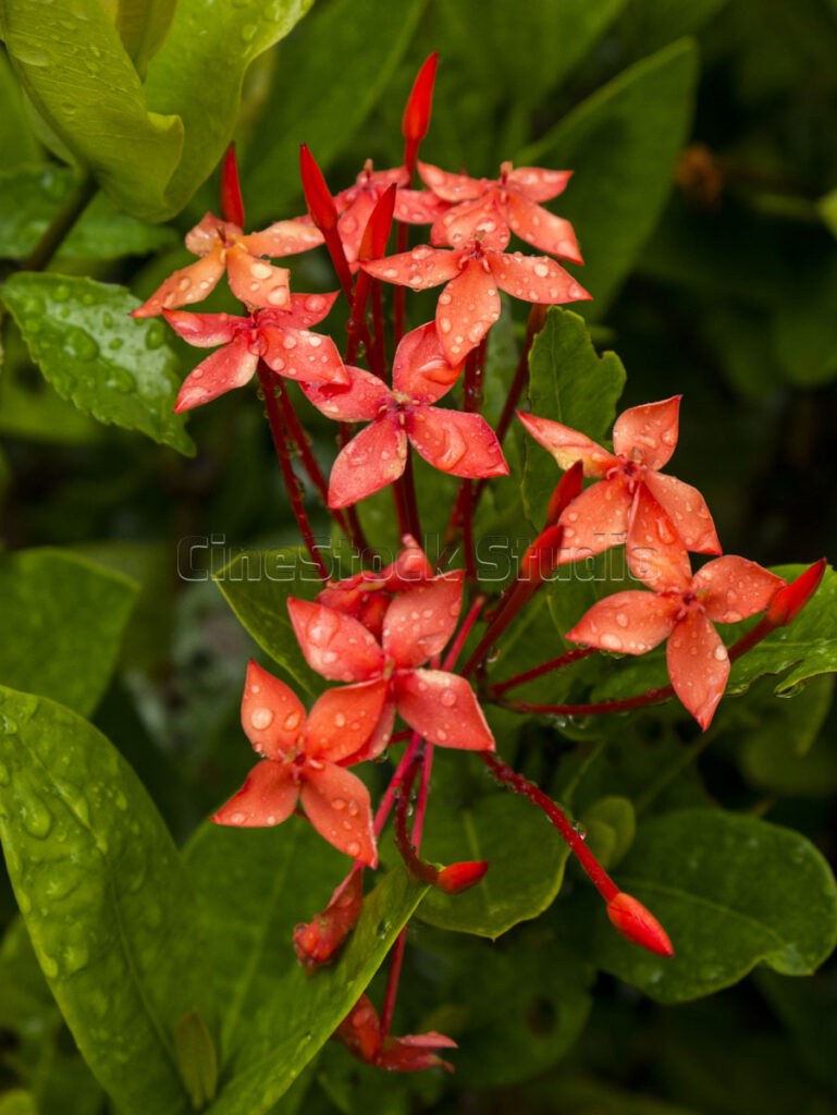 A vertical cluster of red Ixora flowers drenched in rain against green leaves.
