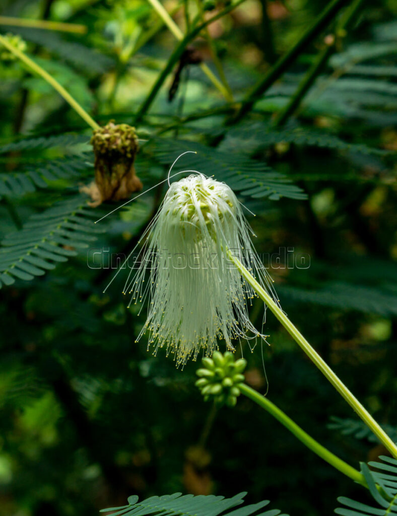 Vertical portrait of a single white powder puff flower head under soft natural light.