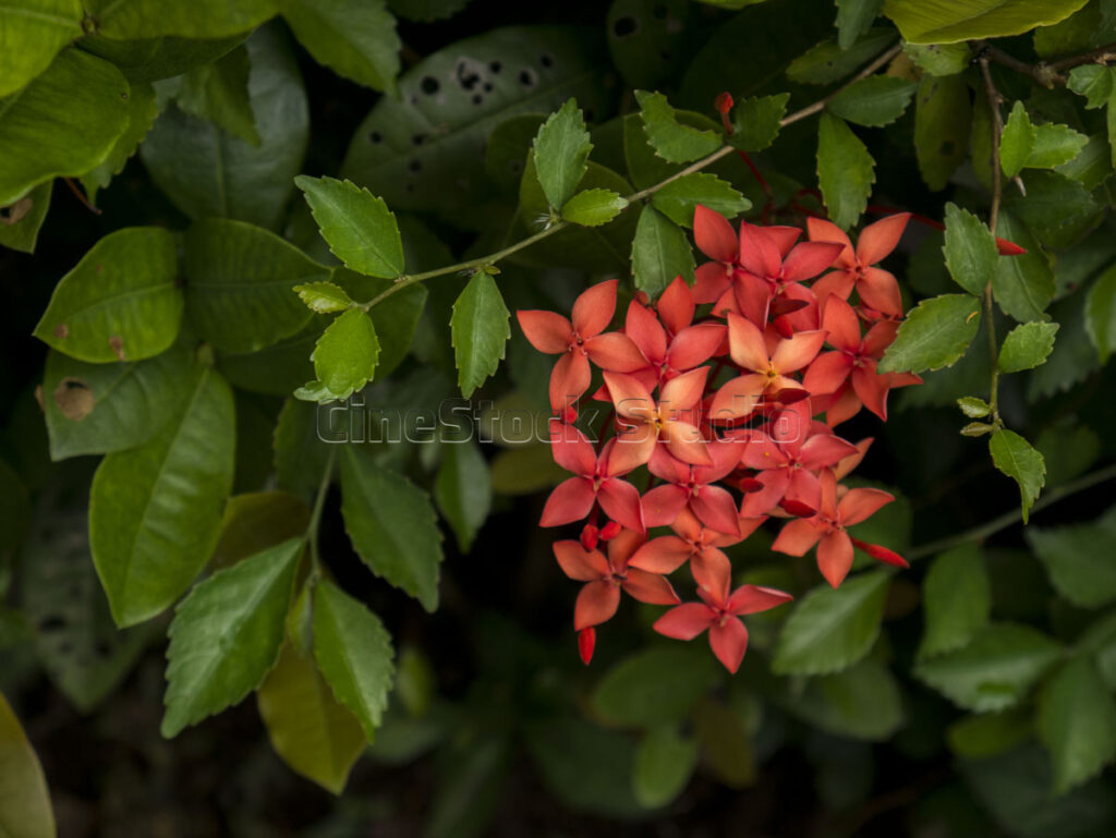 Wide angle shot of bright red Ixora flowers with open petals on a branch.
