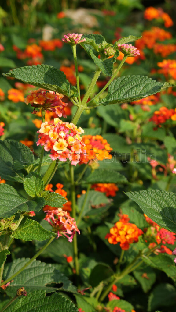 Close up Beauty of Lantana Flowers.